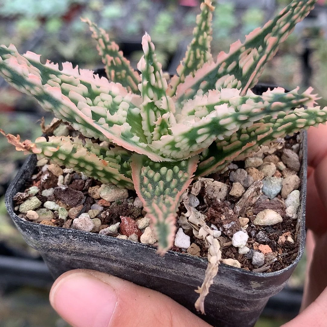 黑***来实生园艺芦荟带盆土发货llloe