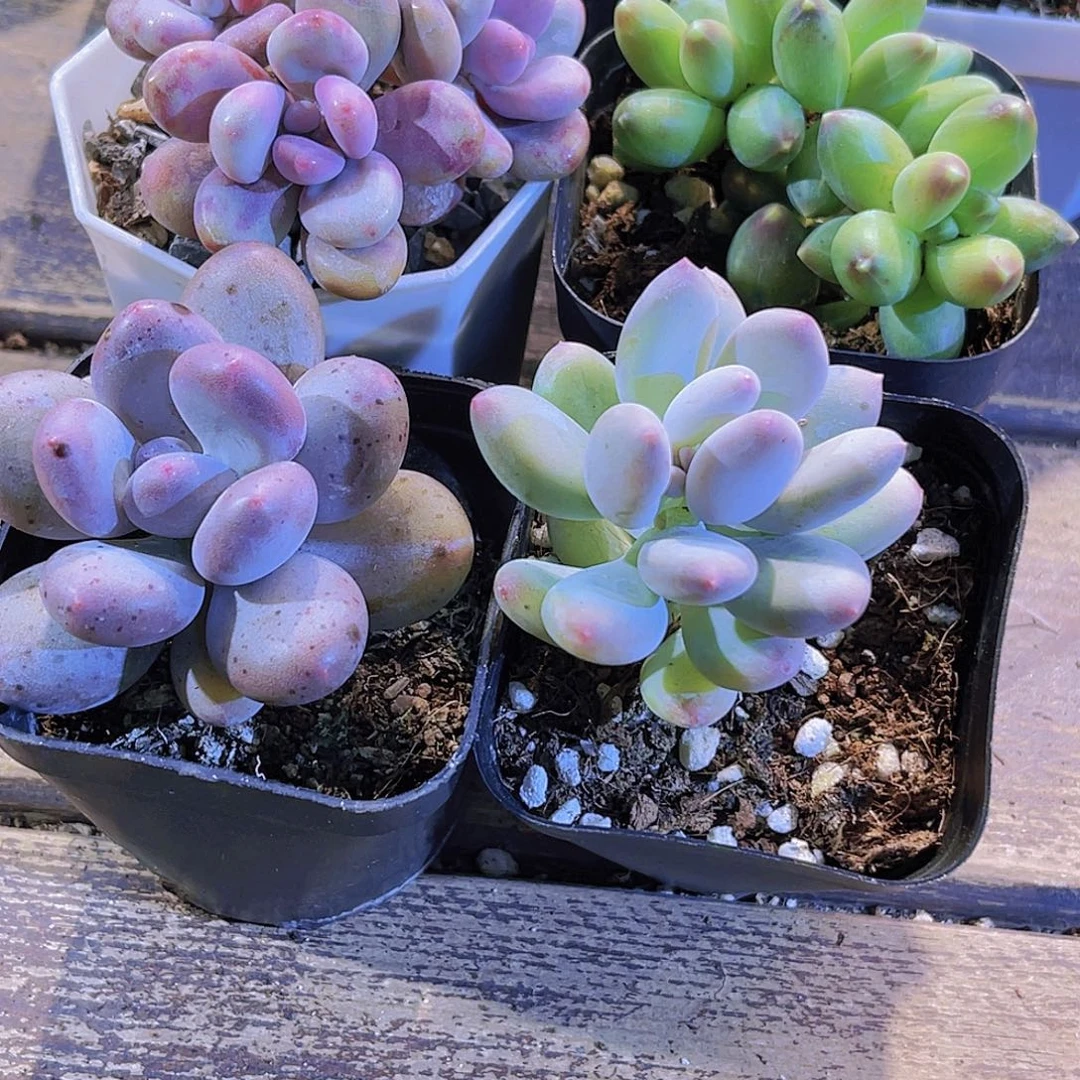 桃蛋。桃美人。 苹果奶。千代田