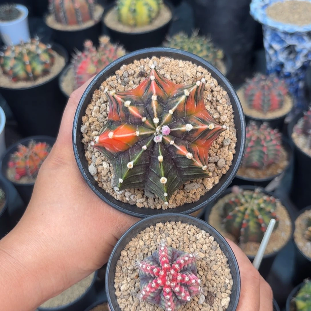 泰系米哈组合仙人球21