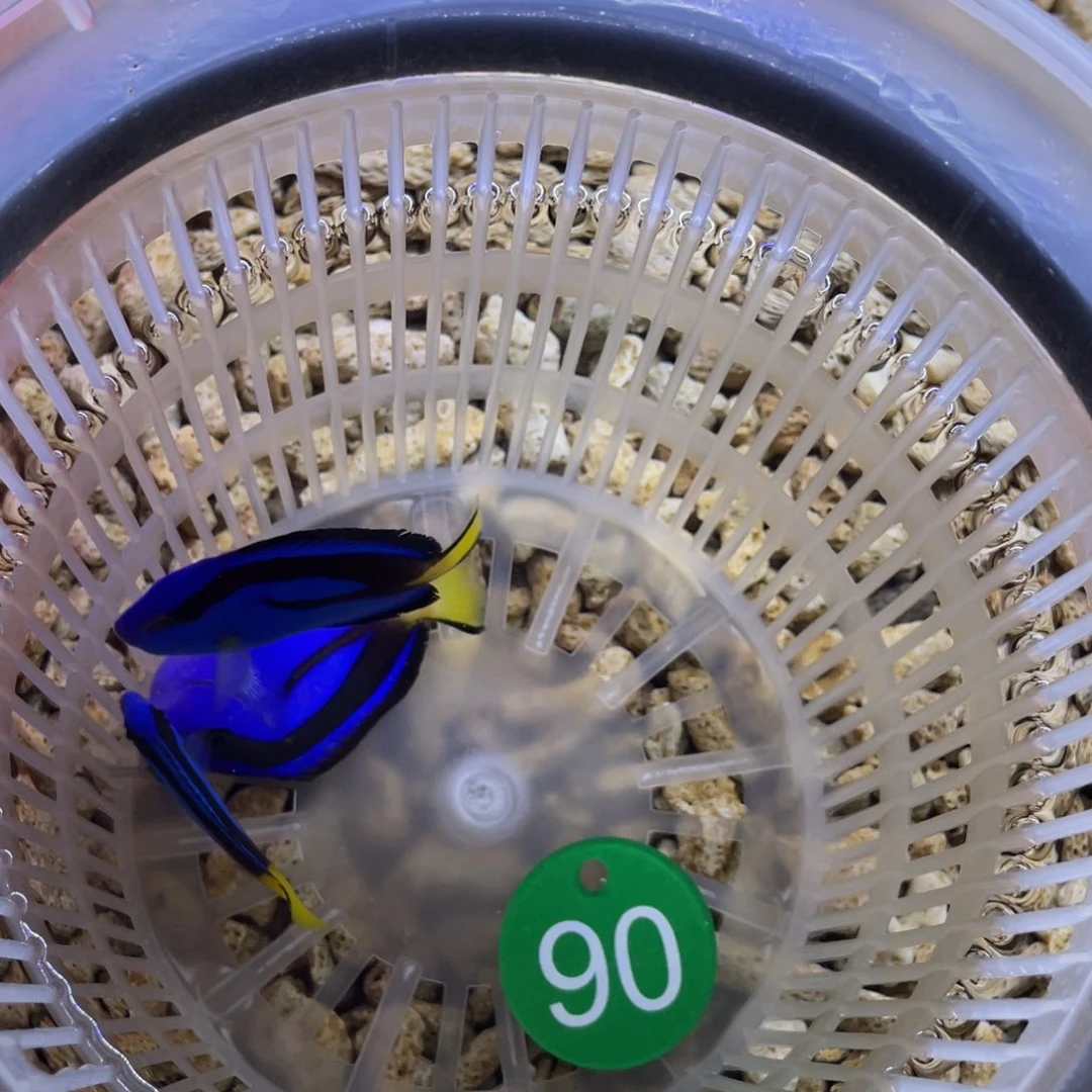 海水鱼蓝调3条3333333