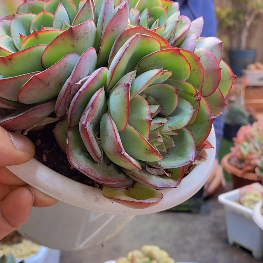 上***Ꮤ47牡丹亭多肉植物