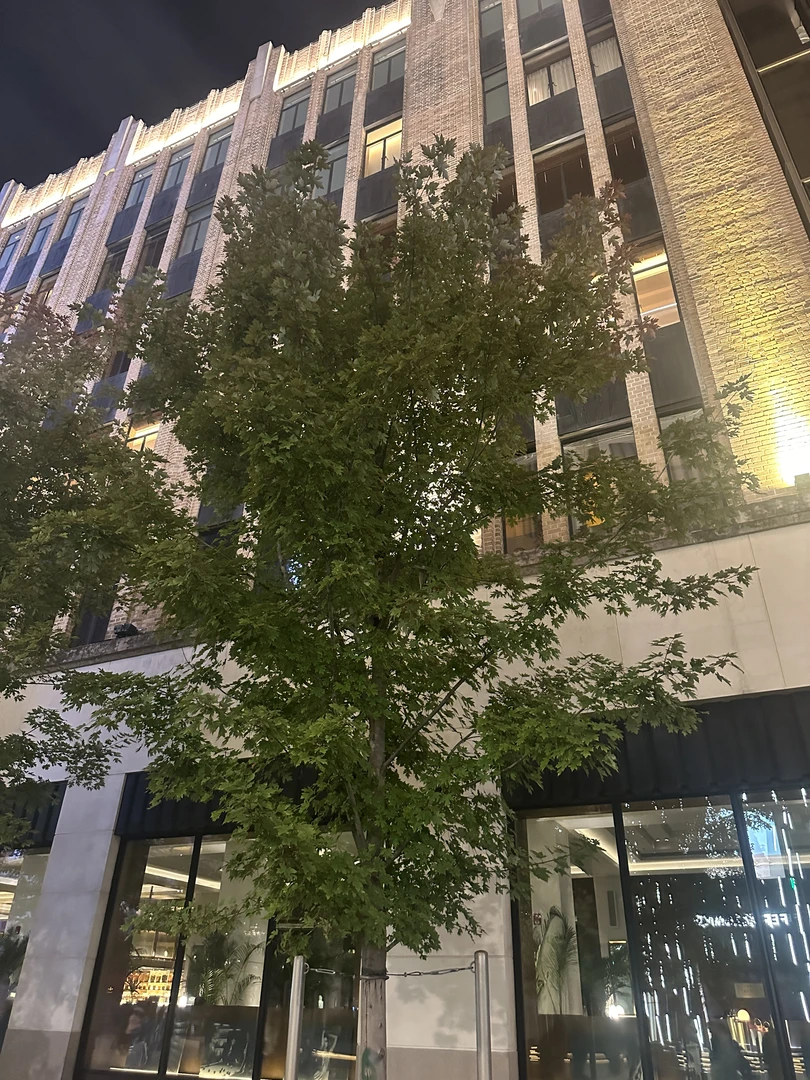 专属链接-2025春季男款百搭宽松运动休闲裤子k