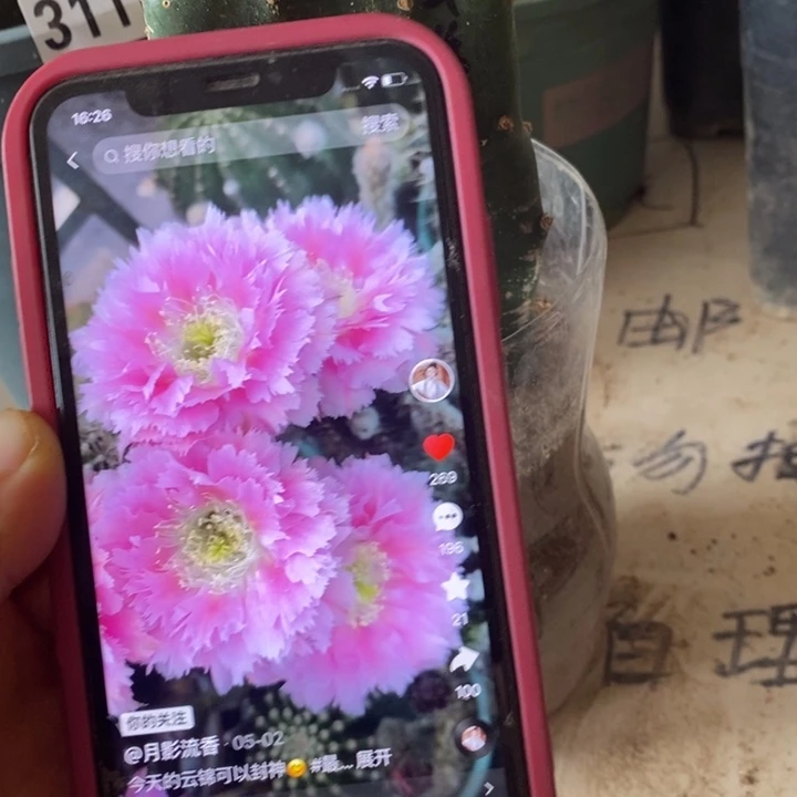 掌嫁接云锦一颗哦