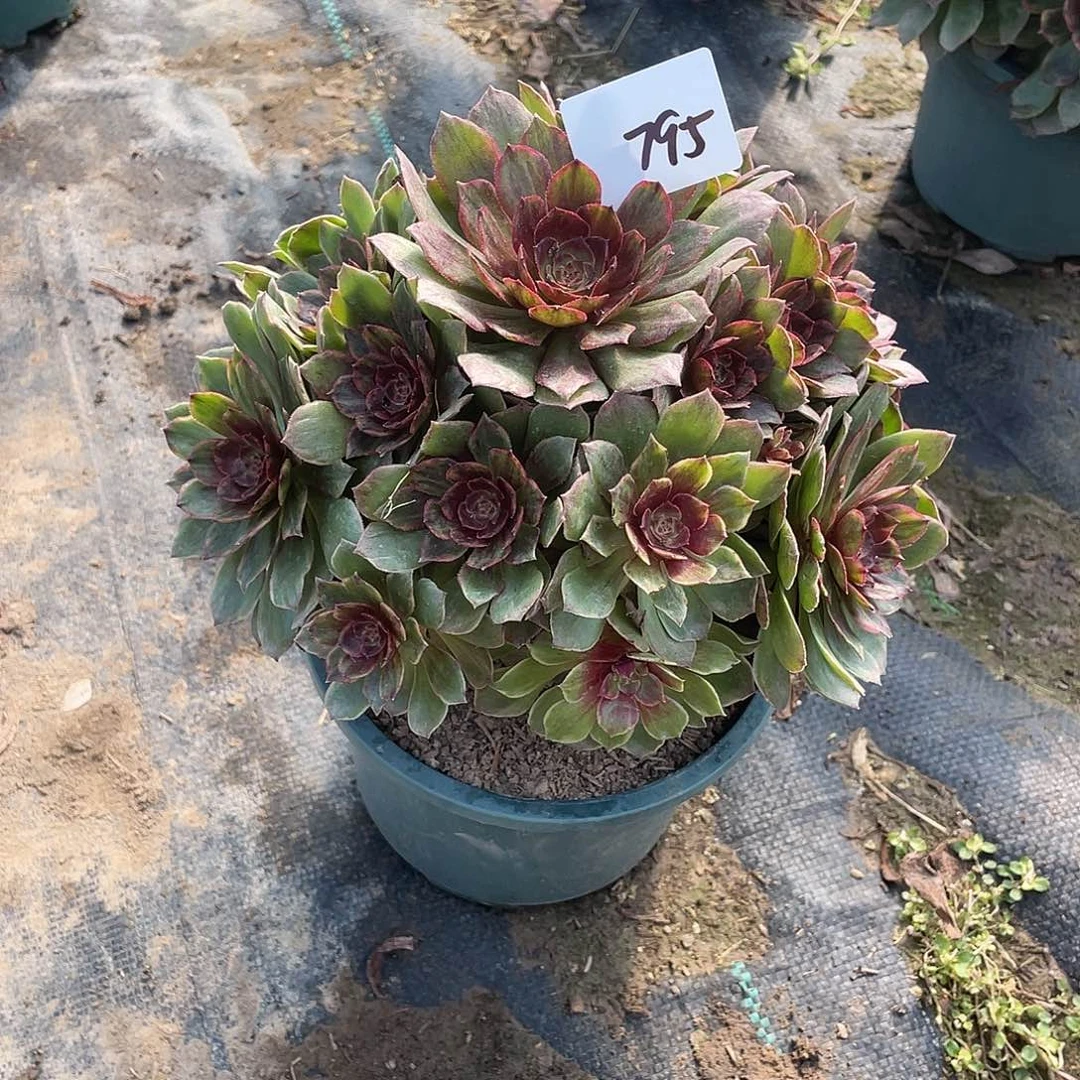 795法师植物红丝绒