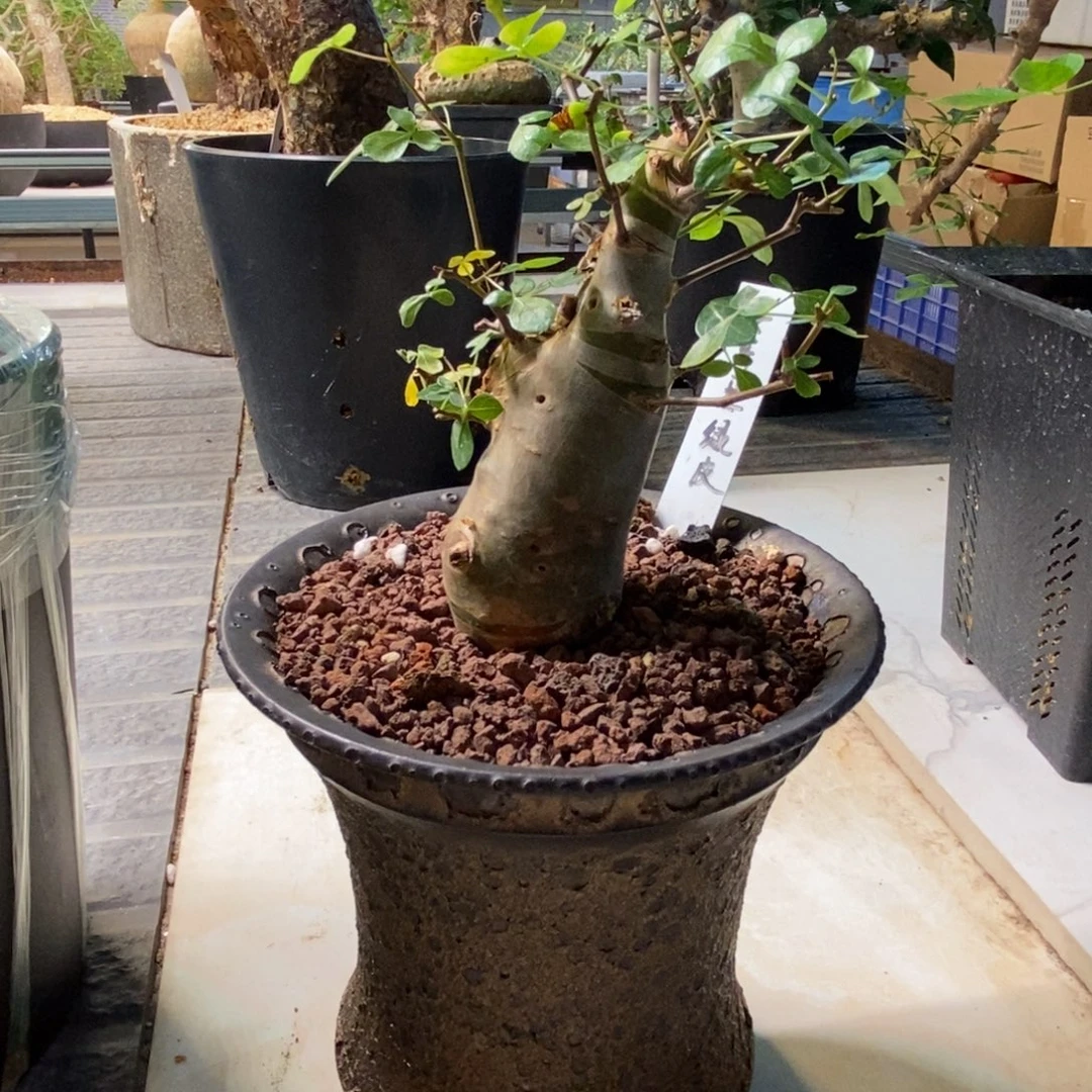 致***春安哥拉绿皮没药产地熟桩