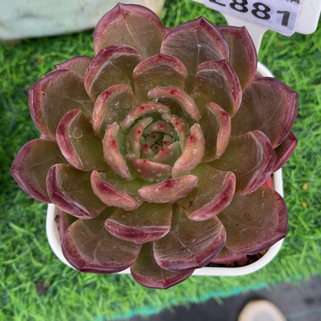 多肉植物2881 一定要拍冷链哦