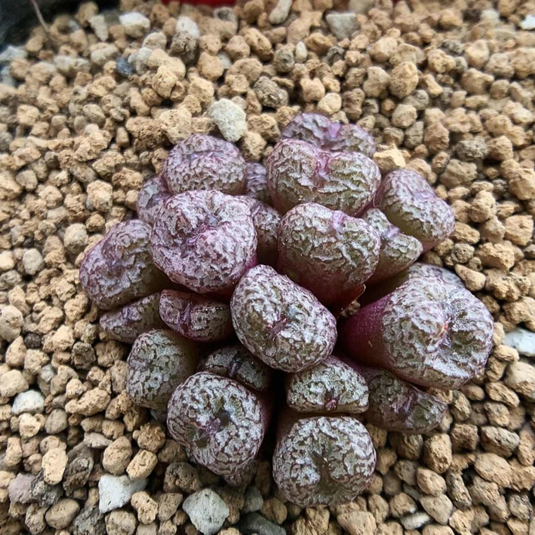 【闪购商品】7-8-8 小s一群