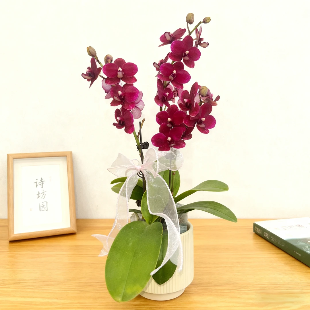 诗坊蝴蝶兰【胭脂】带花带苞稀缺品种，蜡质花花期长龙涎香菊花