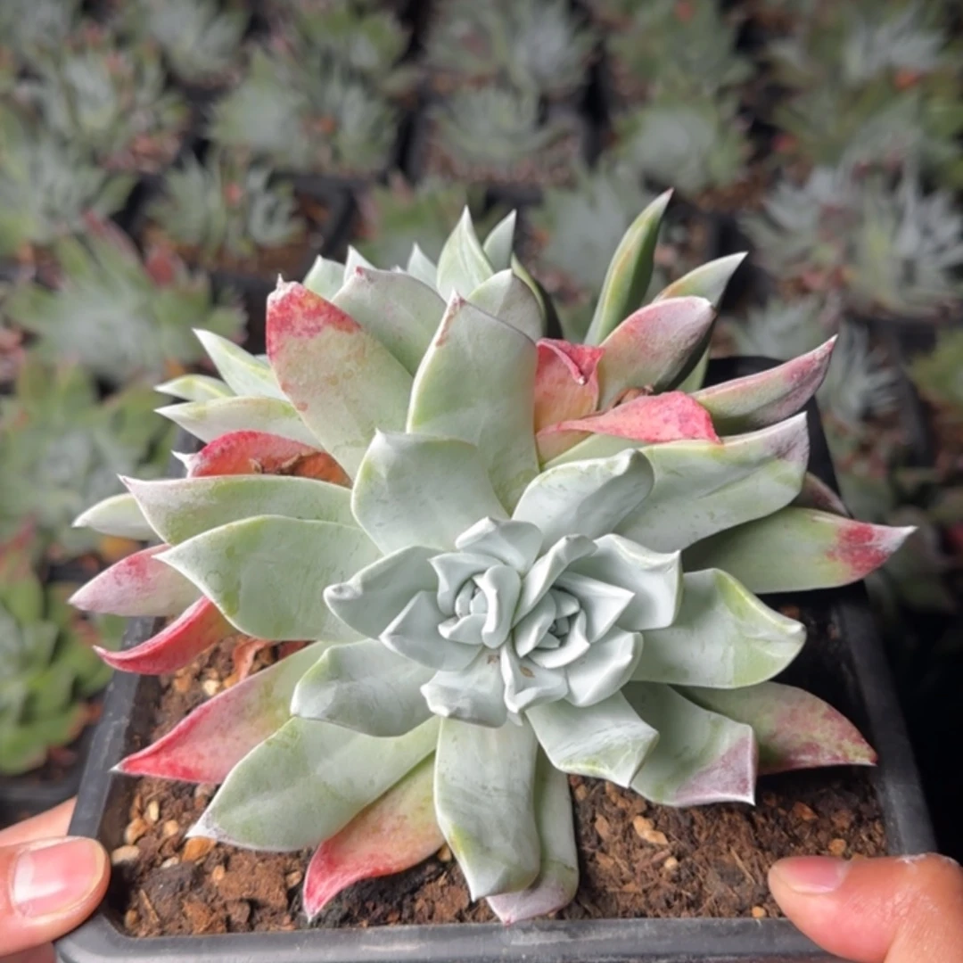 少***糖250306305多肉植物仙女杯9分糖