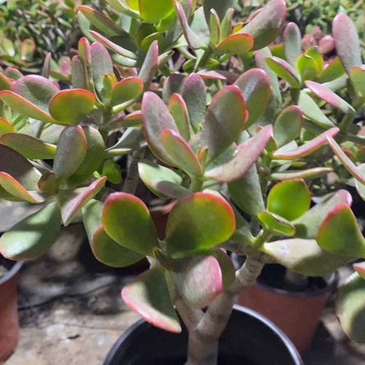 黄金花月一物一拍