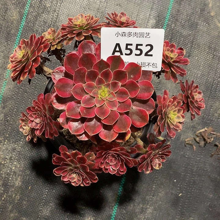 〈***〉552黑铜不包生死
