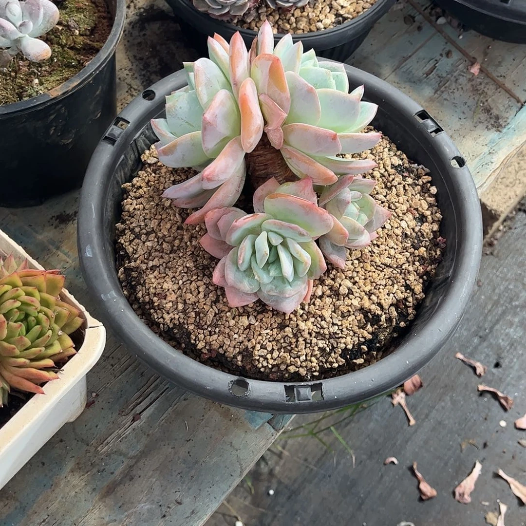 .***J凤橙多肉植物保护311