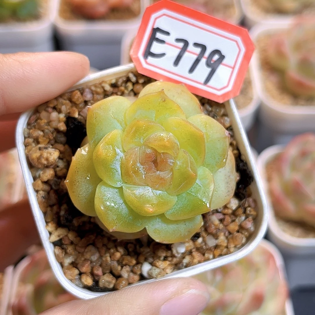 E779一物一拍 花影