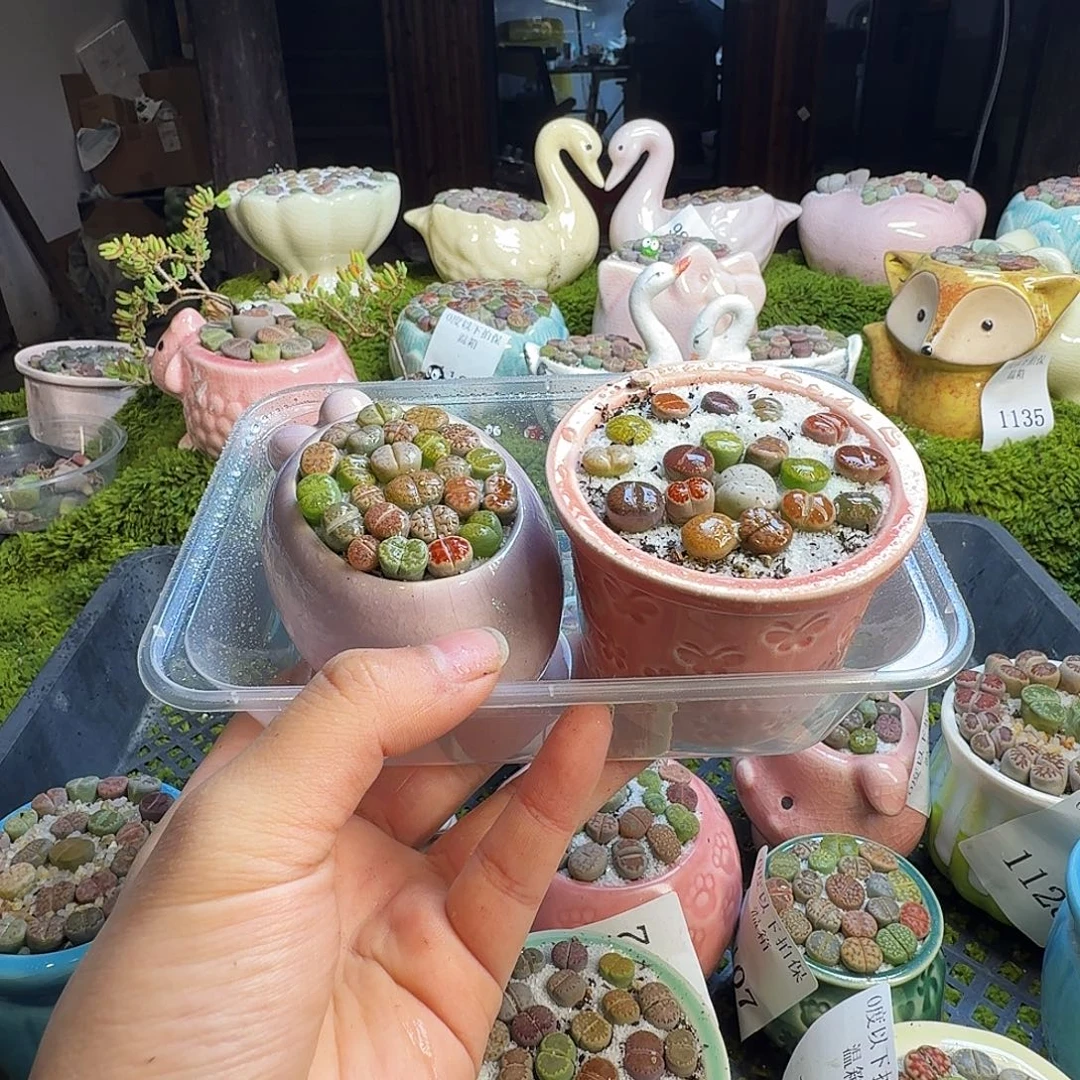 多肉植物的生长发育1163