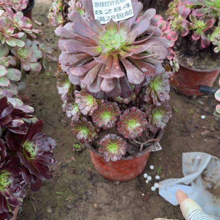 8284二号棚黑铜中班A