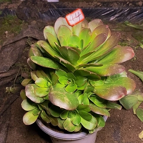 魅金玫瑰捧花法师94链接