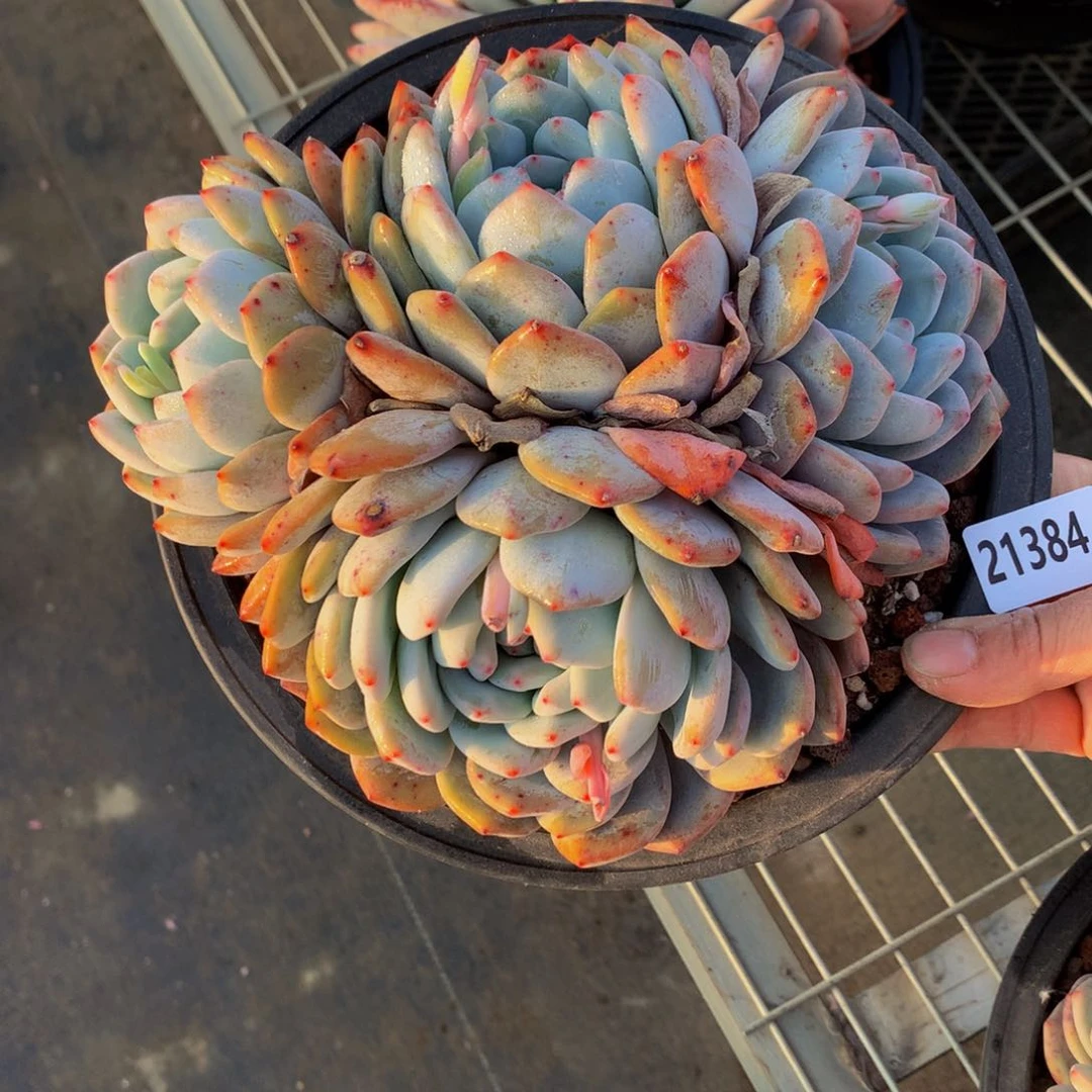 21381多头一个嗯嗯知道