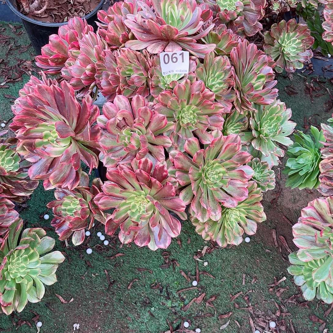 无花朵多肉植物奥黛丽061