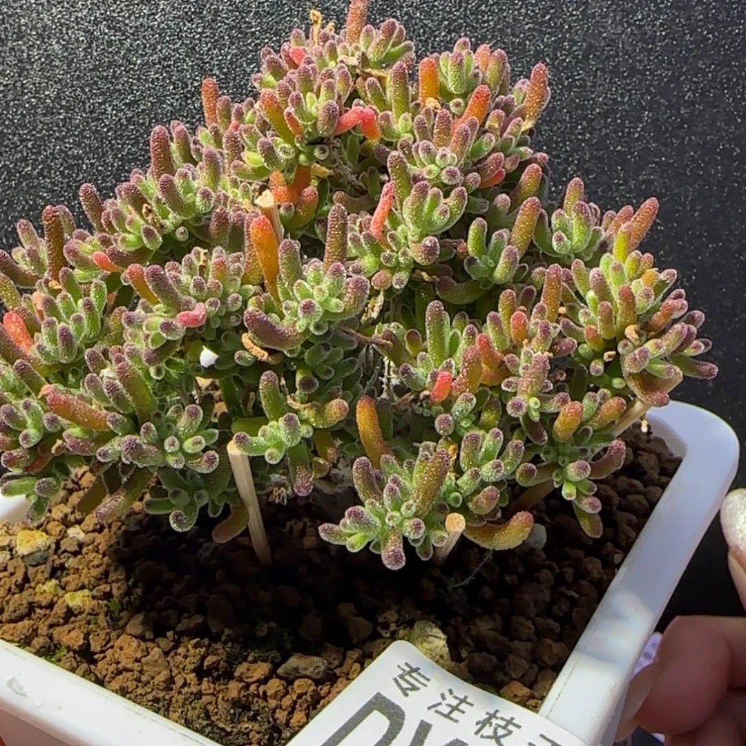 dy1115冰川直杆三岔