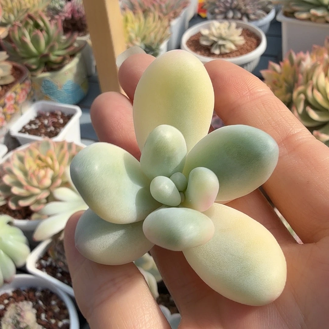 奶酪白覆轮锦，砍头无根