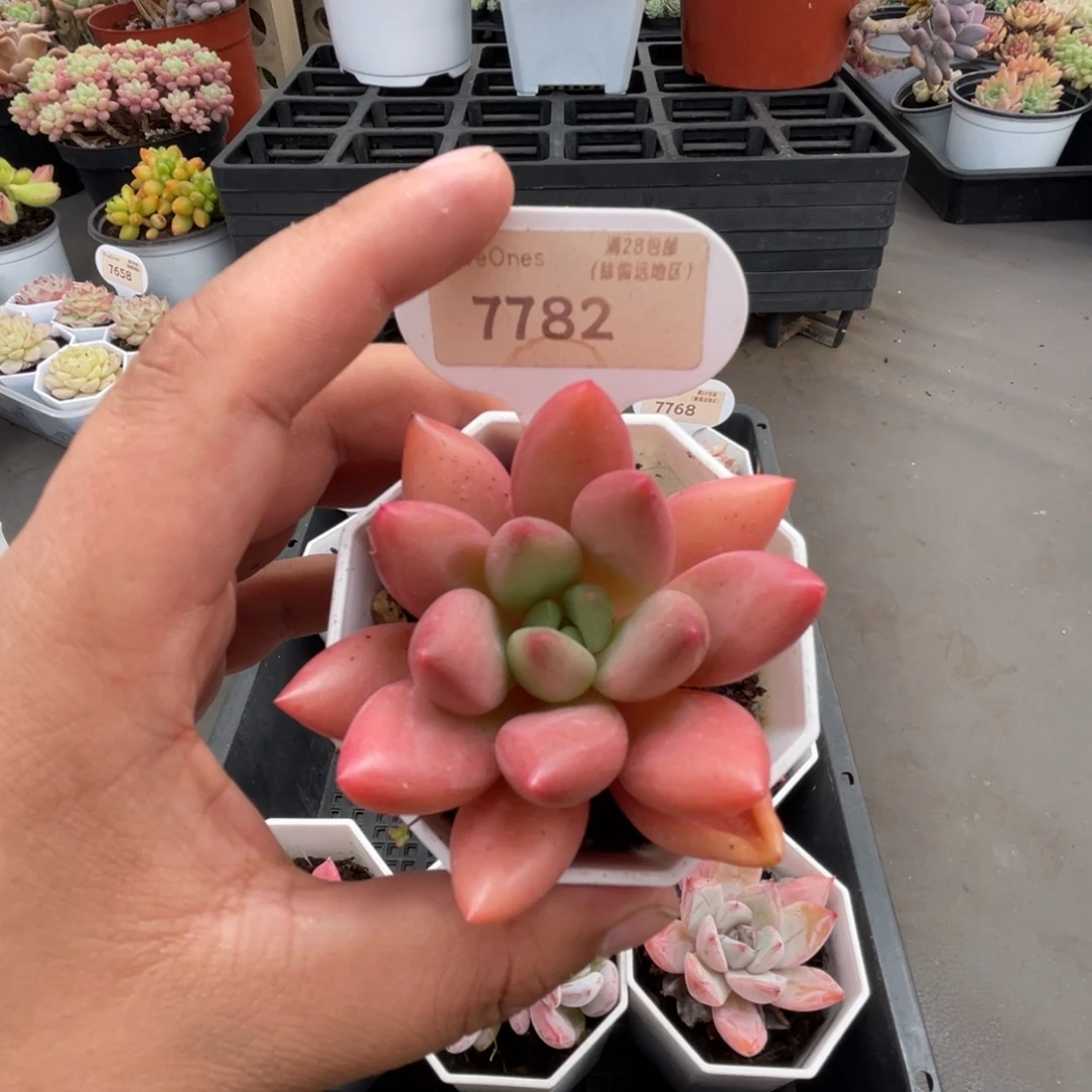 7782桃花源 5.0厘米