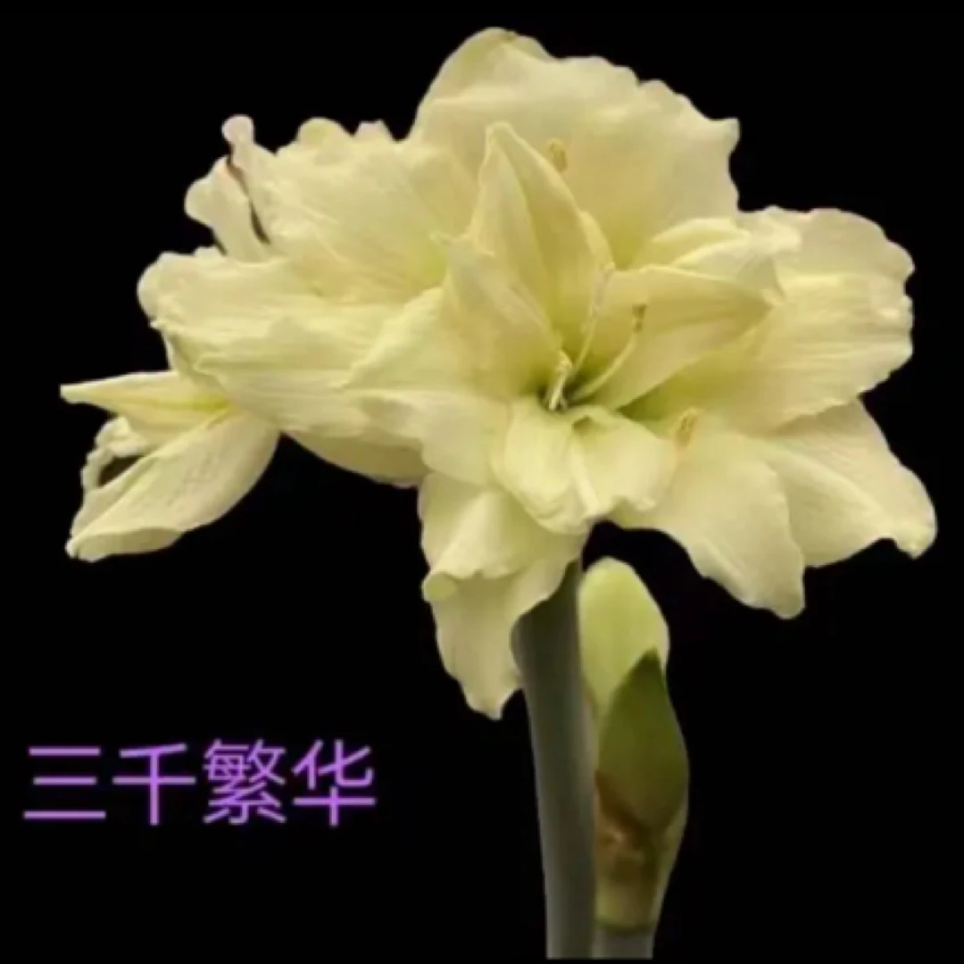 三千繁华朱顶红，球根类花卉，包对版不包后期养护