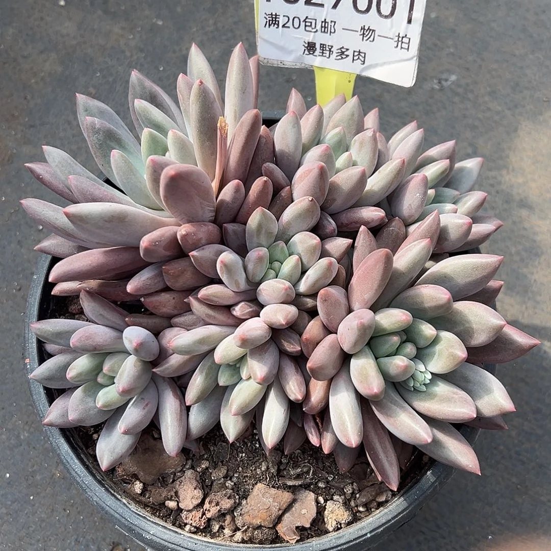 1027001  水晶球美人群生7头