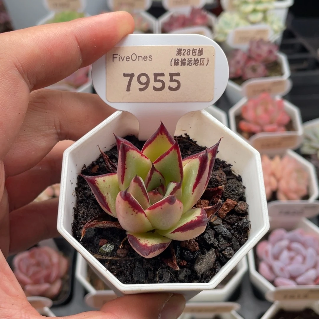 乌木7955-4.0厘米