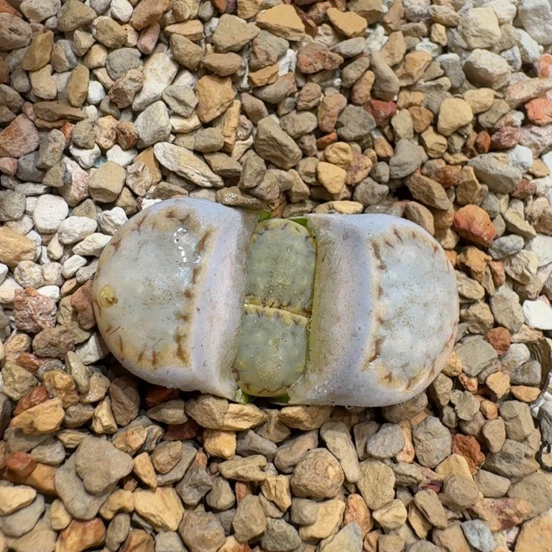 1**10119-31饼干1621.6