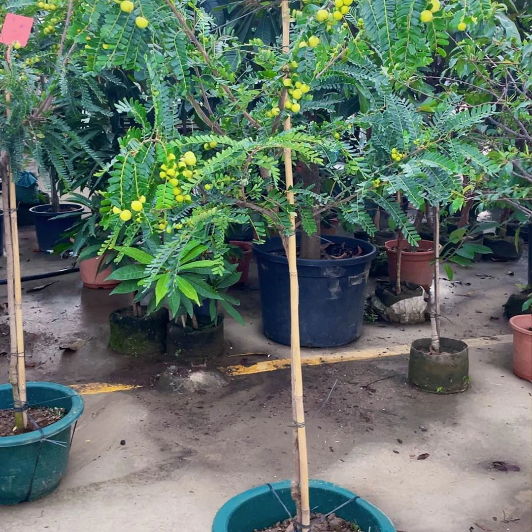 完全开放蜘**螂g m 8888888888