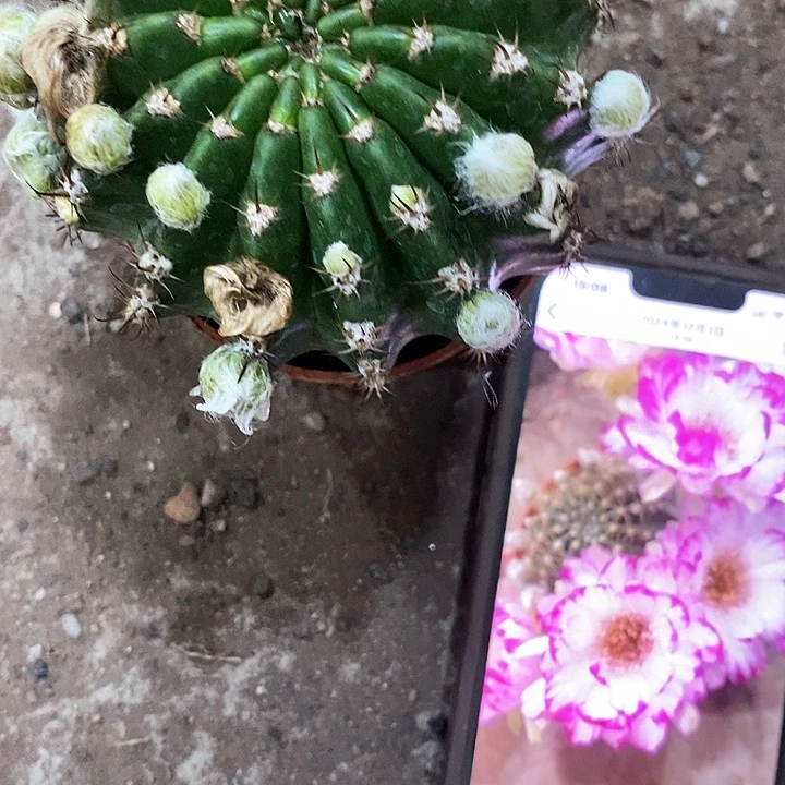 妖碟丽花，5公分左右