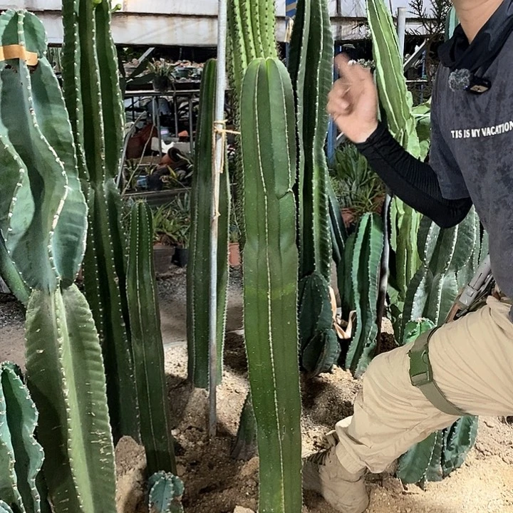 26号1.1米白云阁有根。