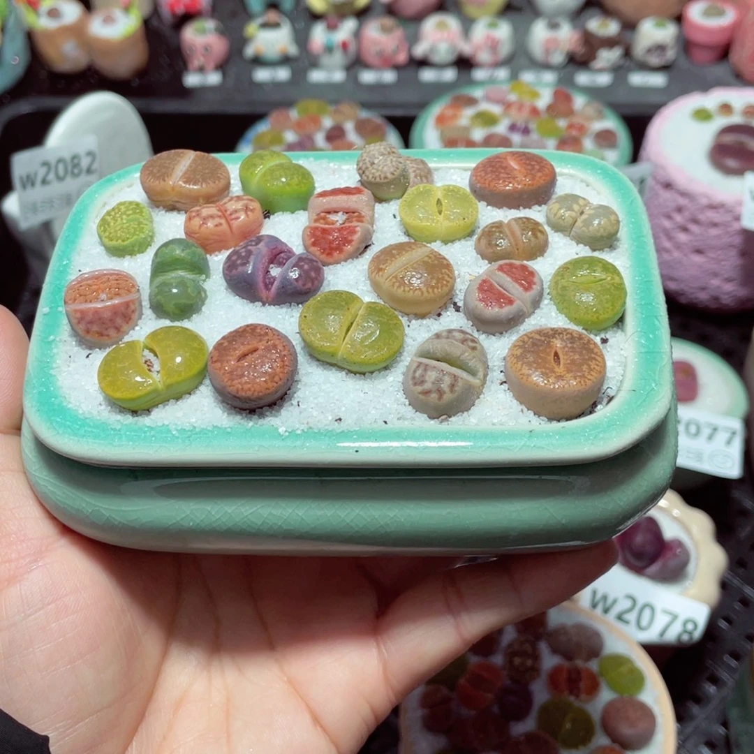 w2095 带盆土发货-零下地区拍保温箱