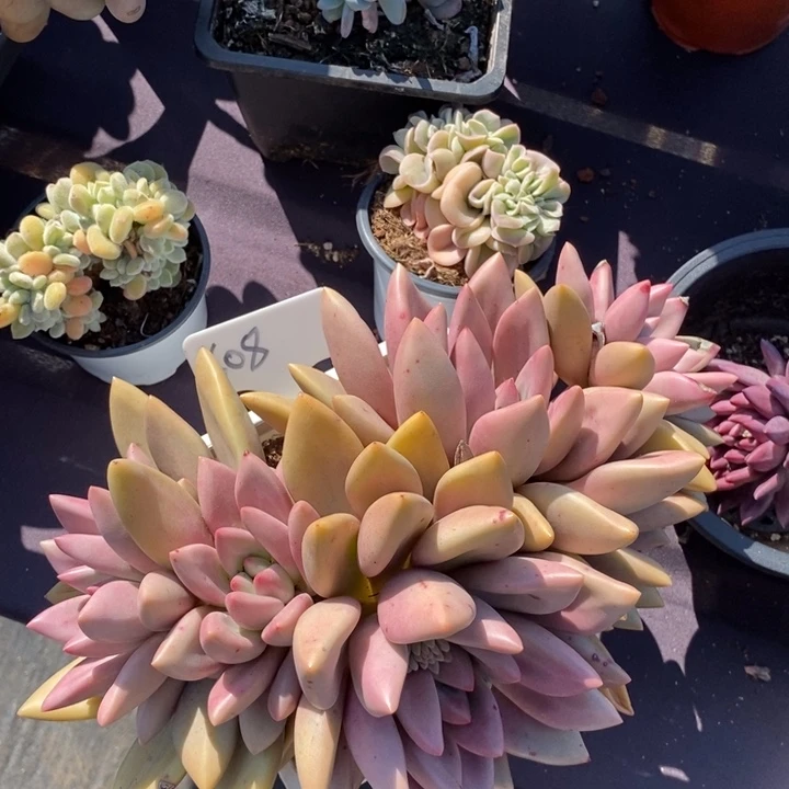 608桃花源肉肉肉肉肉