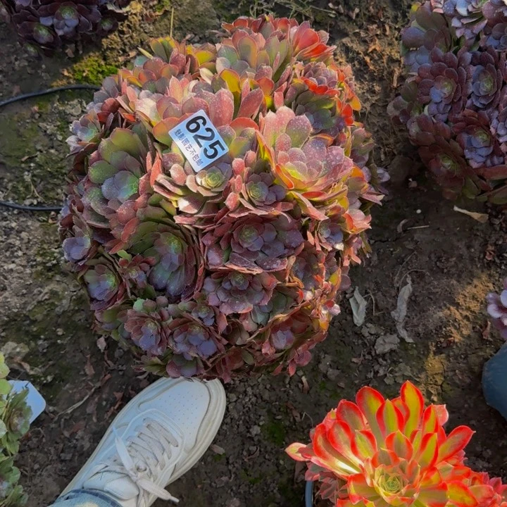 荷兰玫瑰29-15包邮花花