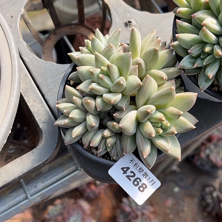 阿雅园艺。       4268