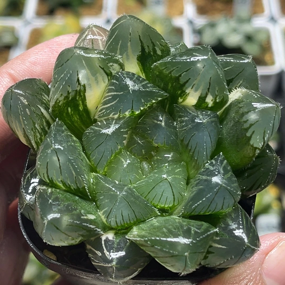 340巨大特大蓝镜玉露锦