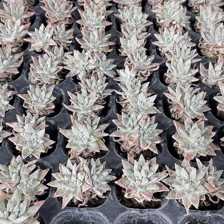 小白菊1元带土发货