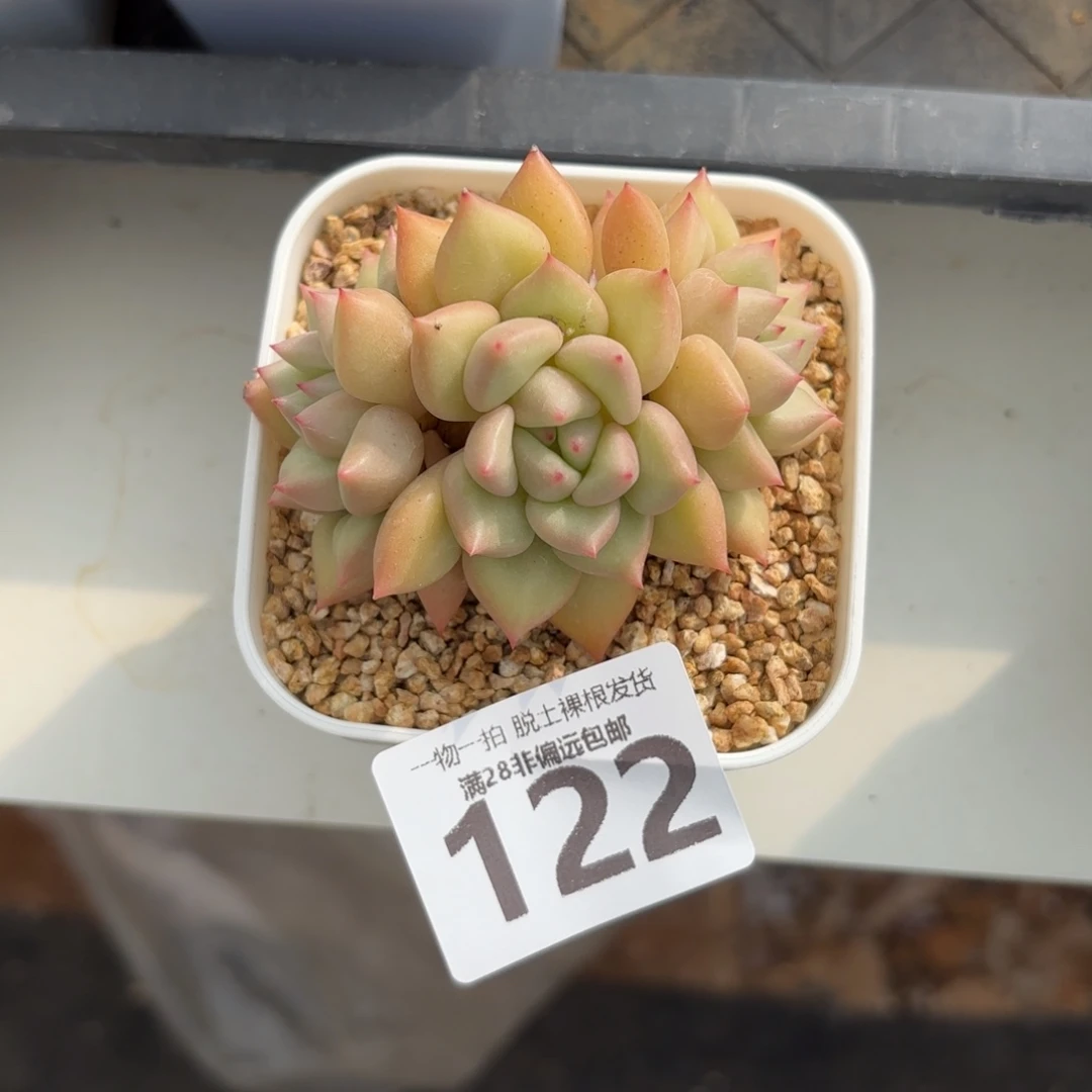 黄金象牙老桩无盆土发货