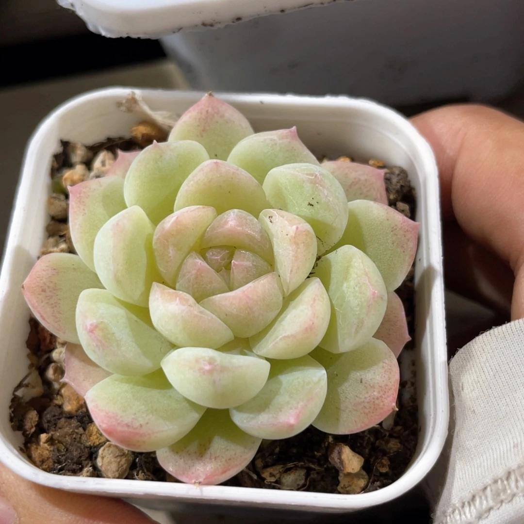 优选白桃汽水1187