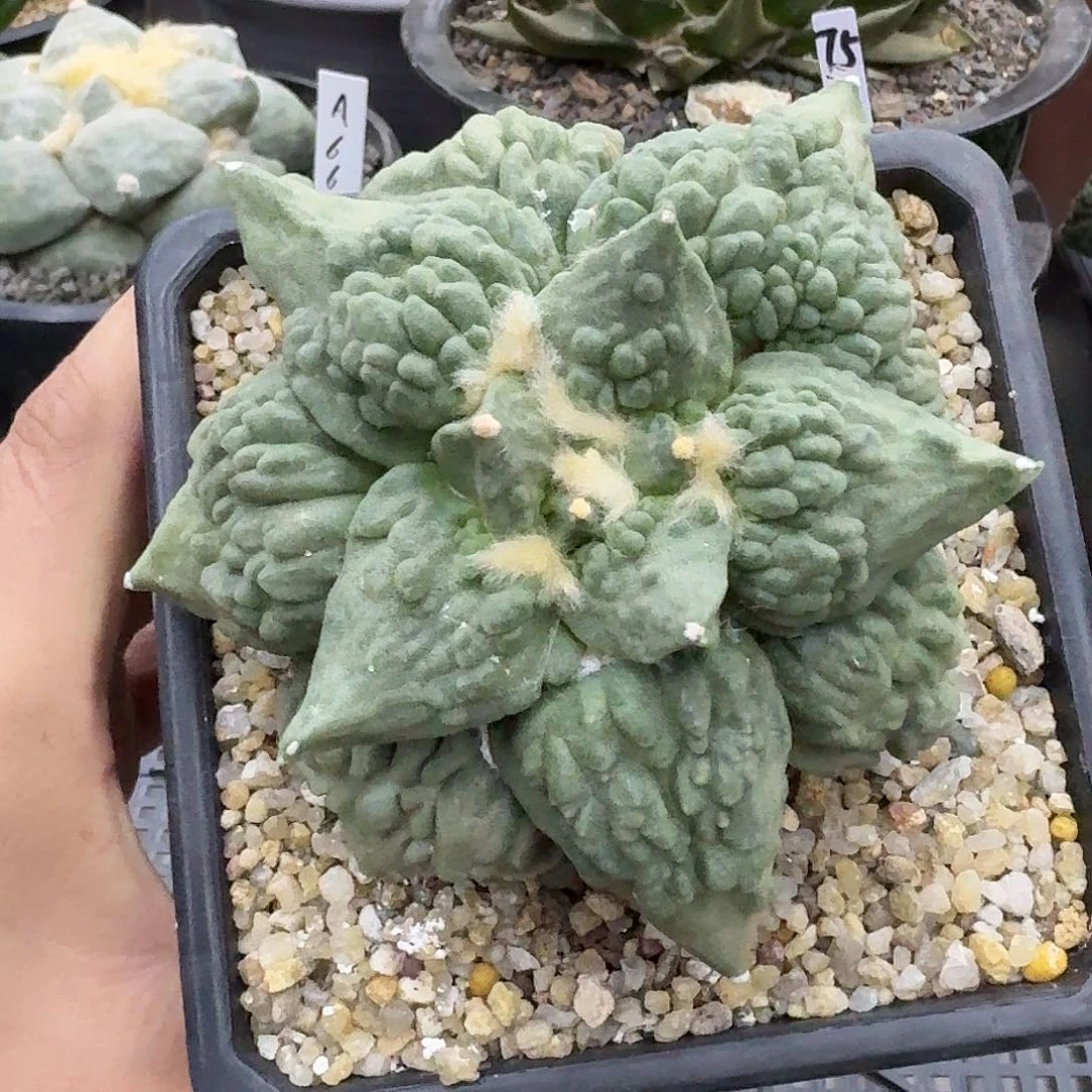 自根怒涛牡丹仙人球