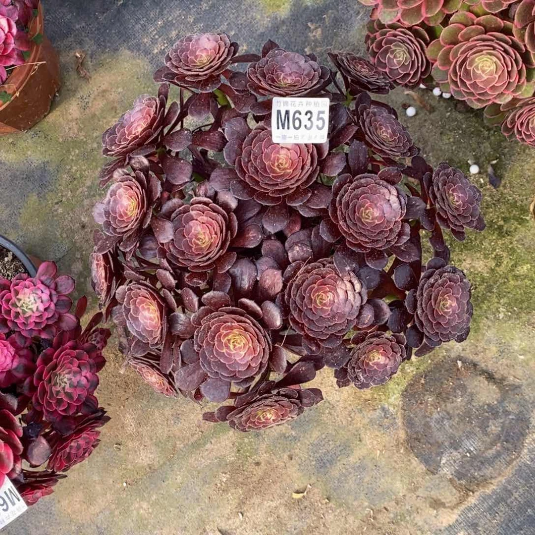 全部花朵635黑萝莉嫩桩