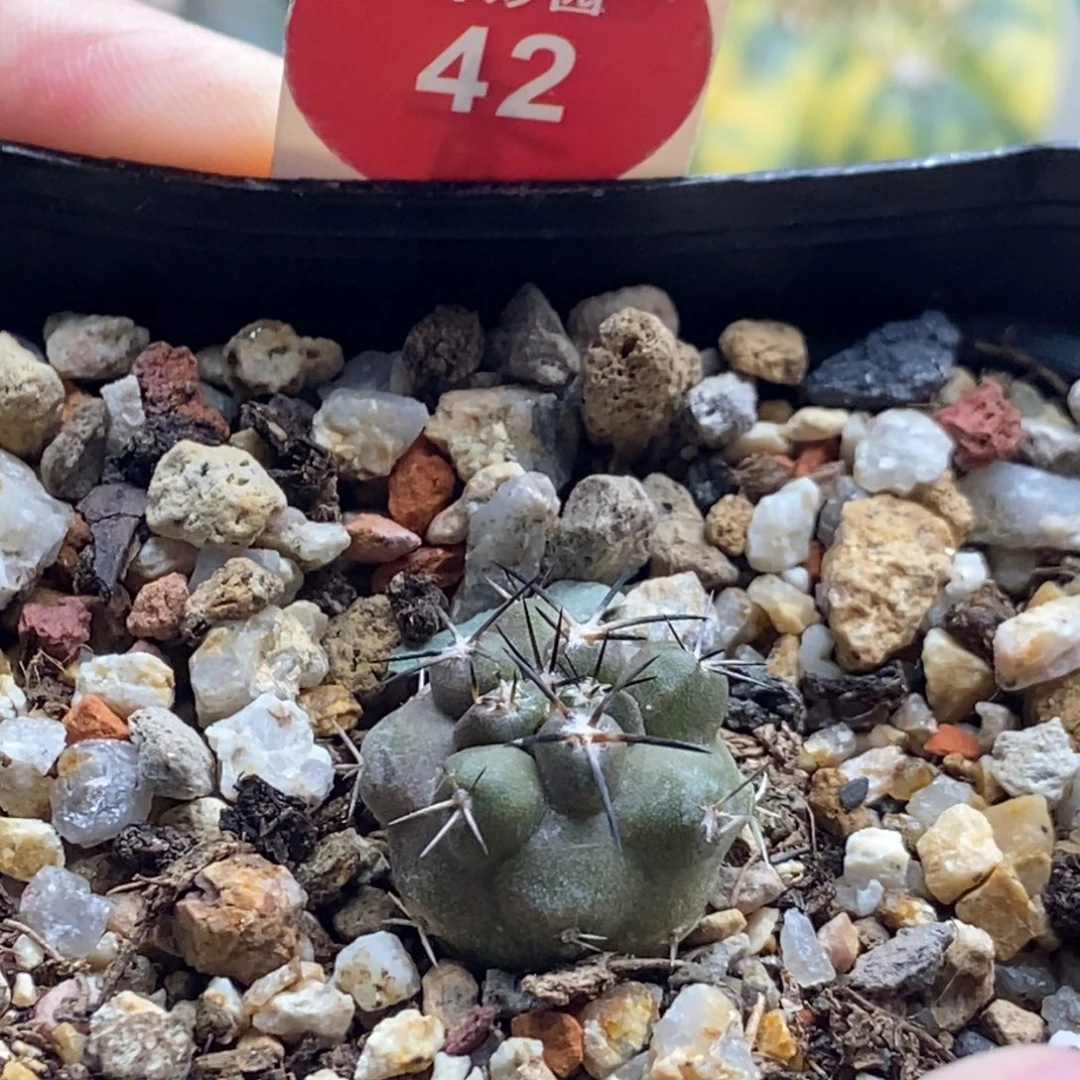 实生黑刺龙爪球1.7cm
