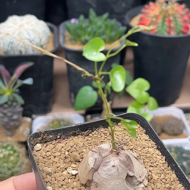 盆养南非龟甲龙3.3cm