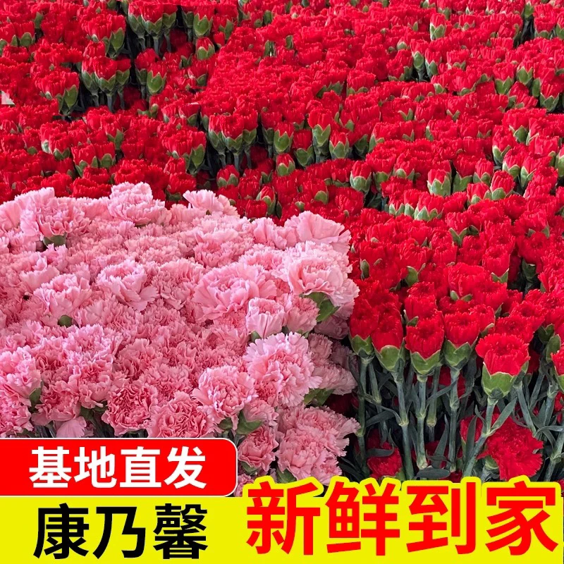 【康乃馨】单头康乃馨鲜花 水养 插花瓶 云南鲜花