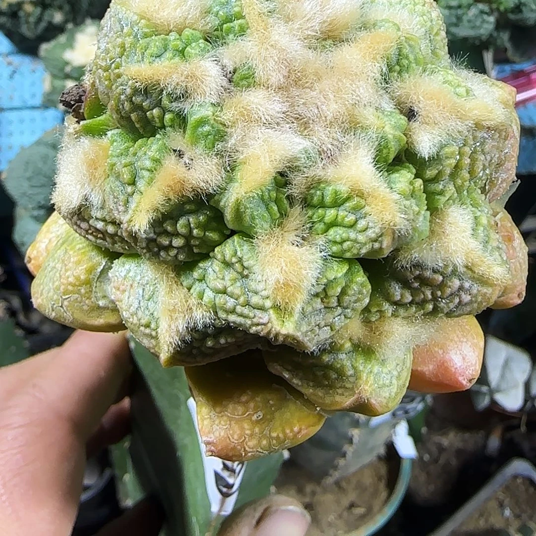 龟甲锦628仙人球开花啦