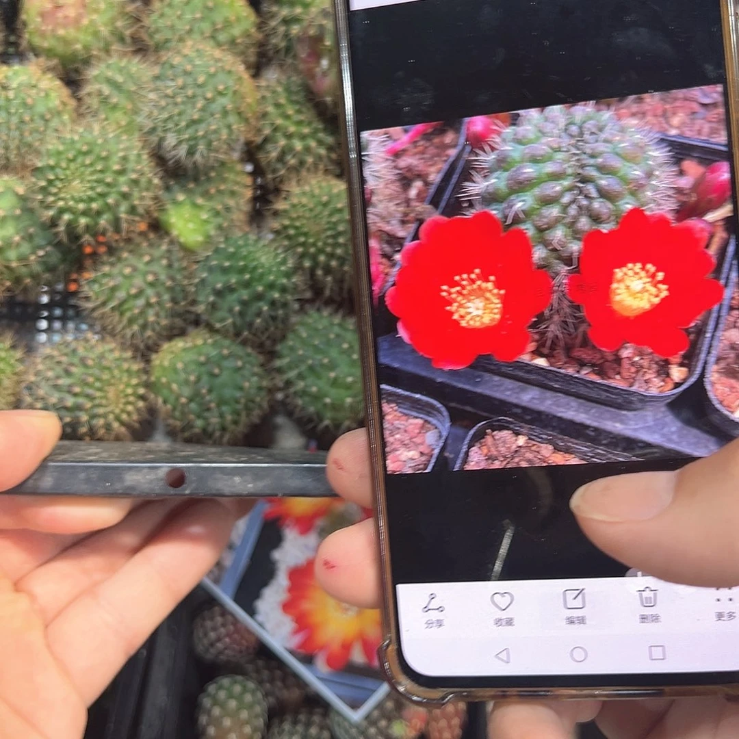 红梅2特价两颗侧芽往事多肉园