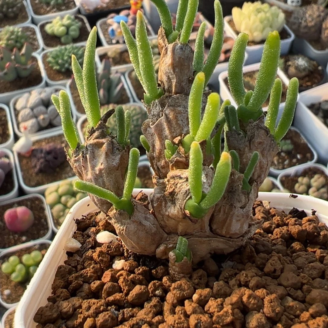 碧光环兔耳朵带盆20头左右