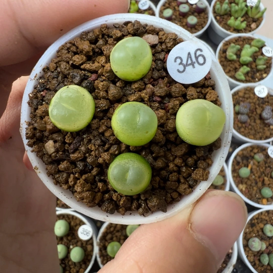 拉登一颗脱土3460000
