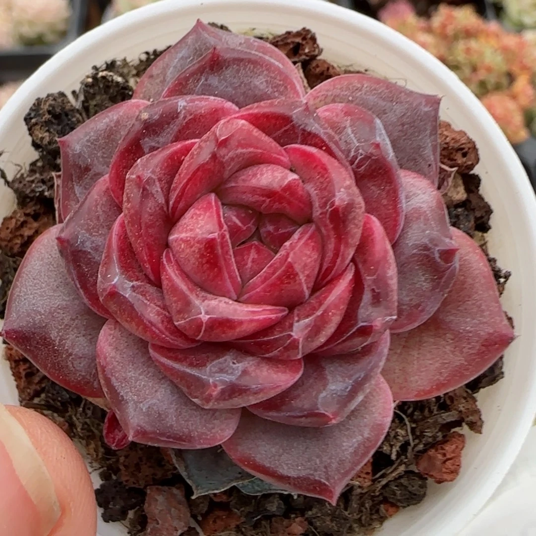 花语逸镜0126-68琥珀天使